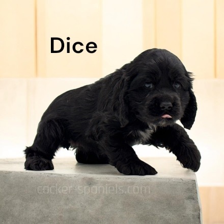 puppy, for, sale, Cocker Spaniel, Joe & Cherri  Overlease, dog, breeder, Miller, MO, dog-breeder, puppy-for-sale, forsale, nearby, find, puppyfind, locator, puppylocator, aca